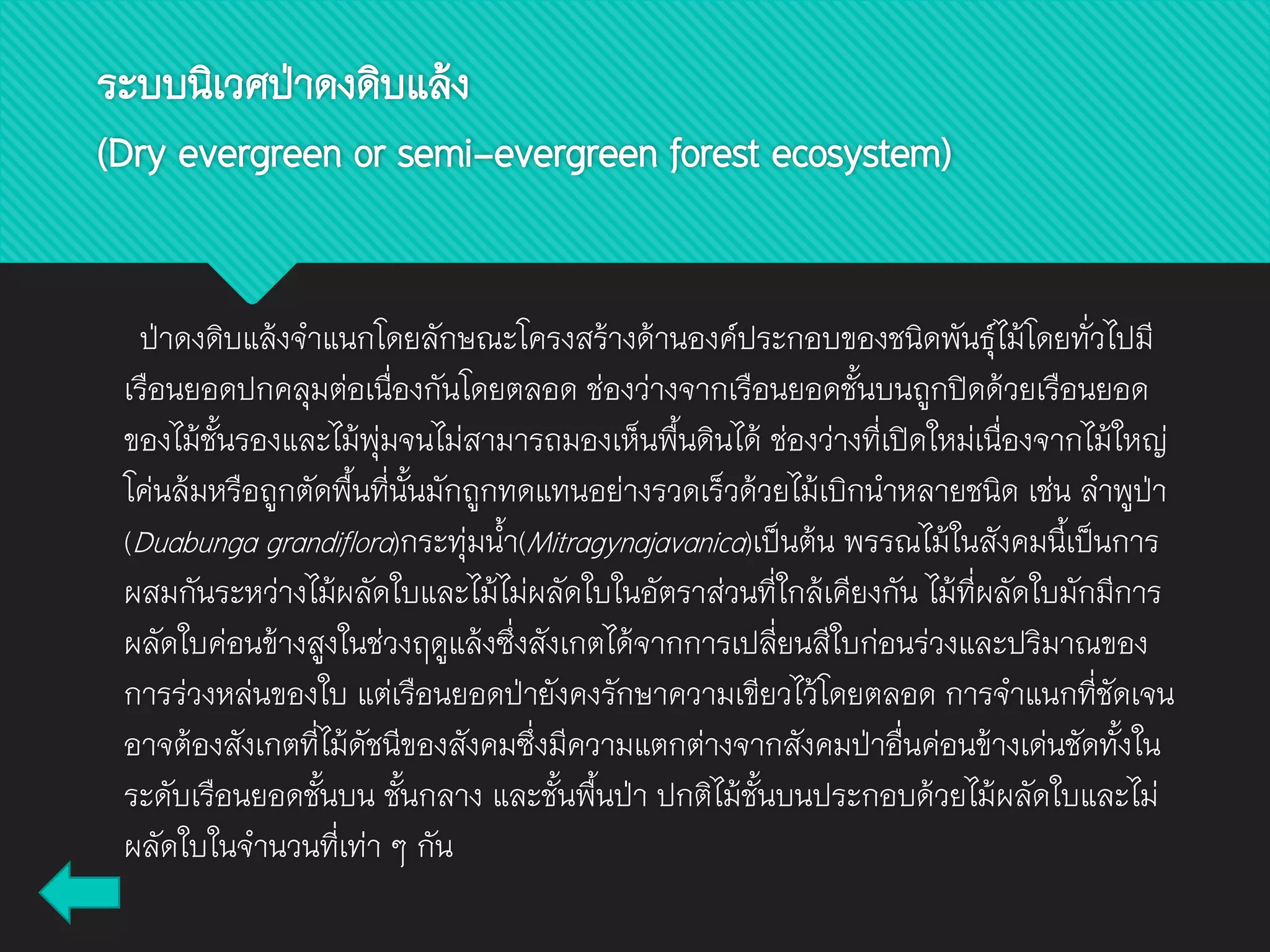 ระบบนิเวศป่าดงดิบแล้ง
(Dry evergreen or semi-evergreen forest ecosystem)
ป่าดงดิบแล้งจาแนกโดยลักษณะโครงสร้างด้านองค์ประกอบของชนิดพันธุ์ไม้โดยทั่วไปมี
เรือนยอดปกคลุมต่อเนื่องกันโดยตลอด ช่องว่างจากเรือนยอดชั้นบนถูกปิดด้วยเรือนยอด
ของไม้ชั้นรองและไม้พุ่มจนไม่สามารถมองเห็นพื้นดินได้ ช่องว่างที่เปิดใหม่เนื่องจากไม้ใหญ่
โค่นล้มหรือถูกตัดพื้นที่นั้นมักถูกทดแทนอย่างรวดเร็วด้วยไม้เบิกนาหลายชนิด เช่น ลาพูป่า
(Duabunga grandiflora)กระทุ่มน้า(Mitragynajavanica)เป็นต้น พรรณไม้ในสังคมนี้เป็นการ
ผสมกันระหว่างไม้ผลัดใบและไม้ไม่ผลัดใบในอัตราส่วนที่ใกล้เคียงกัน ไม้ที่ผลัดใบมักมีการ
ผลัดใบค่อนข้างสูงในช่วงฤดูแล้งซึ่งสังเกตได้จากการเปลี่ยนสีใบก่อนร่วงและปริมาณของ
การร่วงหล่นของใบ แต่เรือนยอดป่ายังคงรักษาความเขียวไว้โดยตลอด การจาแนกที่ชัดเจน
อาจต้องสังเกตที่ไม้ดัชนีของสังคมซึ่งมีความแตกต่างจากสังคมป่าอื่นค่อนข้างเด่นชัดทั้งใน
ระดับเรือนยอดชั้นบน ชั้นกลาง และชั้นพื้นป่า ปกติไม้ชั้นบนประกอบด้วยไม้ผลัดใบและไม่
ผลัดใบในจานวนที่เท่า ๆ กัน
 