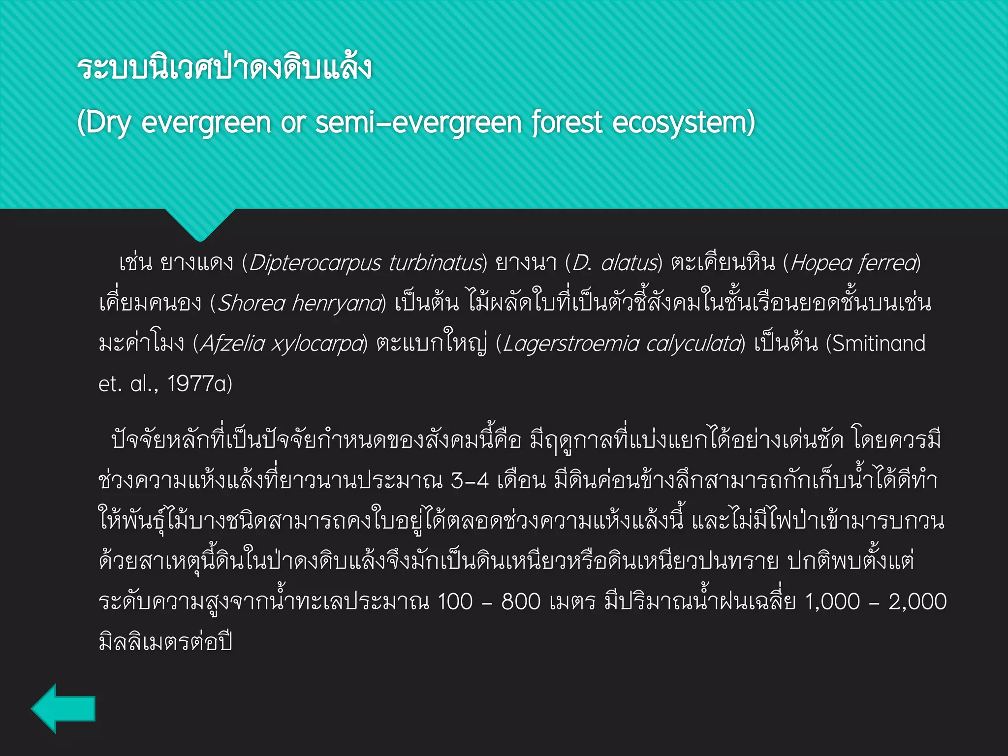 เช่น ยางแดง (Dipterocarpus turbinatus) ยางนา (D. alatus) ตะเคียนหิน (Hopea ferrea)
เคี่ยมคนอง (Shorea henryana) เป็นต้น ไม้ผลัดใบที่เป็นตัวชี้สังคมในชั้นเรือนยอดชั้นบนเช่น
มะค่าโมง (Afzelia xylocarpa) ตะแบกใหญ่ (Lagerstroemia calyculata) เป็นต้น (Smitinand
et. al., 1977a)
ปัจจัยหลักที่เป็นปัจจัยกาหนดของสังคมนี้คือ มีฤดูกาลที่แบ่งแยกได้อย่างเด่นชัด โดยควรมี
ช่วงความแห้งแล้งที่ยาวนานประมาณ 3-4 เดือน มีดินค่อนข้างลึกสามารถกักเก็บน้าได้ดีทา
ให้พันธุ์ไม้บางชนิดสามารถคงใบอยู่ได้ตลอดช่วงความแห้งแล้งนี้ และไม่มีไฟป่าเข้ามารบกวน
ด้วยสาเหตุนี้ดินในป่าดงดิบแล้งจึงมักเป็นดินเหนียวหรือดินเหนียวปนทราย ปกติพบตั้งแต่
ระดับความสูงจากน้าทะเลประมาณ 100 - 800 เมตร มีปริมาณน้าฝนเฉลี่ย 1,000 - 2,000
มิลลิเมตรต่อปี
ระบบนิเวศป่าดงดิบแล้ง
(Dry evergreen or semi-evergreen forest ecosystem)
 
