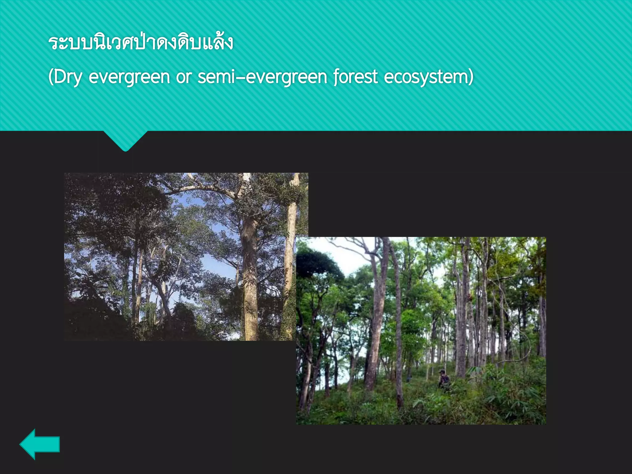 ระบบนิเวศป่าดงดิบแล้ง
(Dry evergreen or semi-evergreen forest ecosystem)
 