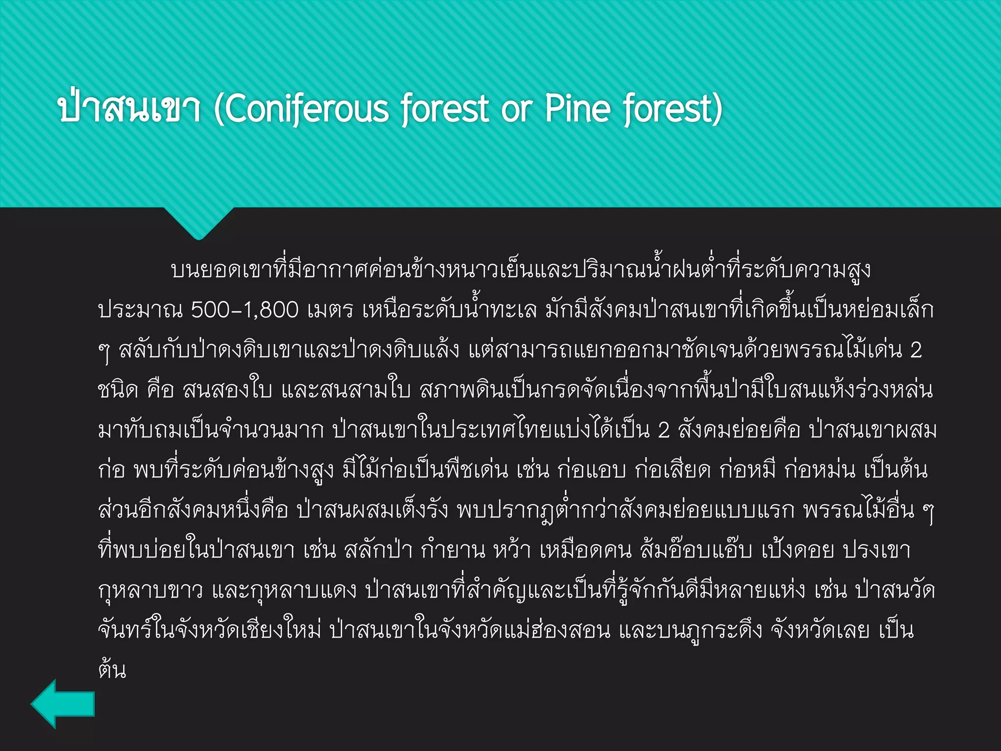 ป่าสนเขา (Coniferous forest or Pine forest)
บนยอดเขาที่มีอากาศค่อนข้างหนาวเย็นและปริมาณน้าฝนต่าที่ระดับความสูง
ประมาณ 500-1,800 เมตร เหนือระดับน้าทะเล มักมีสังคมป่าสนเขาที่เกิดขึ้นเป็นหย่อมเล็ก
ๆ สลับกับป่าดงดิบเขาและป่าดงดิบแล้ง แต่สามารถแยกออกมาชัดเจนด้วยพรรณไม้เด่น 2
ชนิด คือ สนสองใบ และสนสามใบ สภาพดินเป็นกรดจัดเนื่องจากพื้นป่ามีใบสนแห้งร่วงหล่น
มาทับถมเป็นจานวนมาก ป่าสนเขาในประเทศไทยแบ่งได้เป็น 2 สังคมย่อยคือ ป่าสนเขาผสม
ก่อ พบที่ระดับค่อนข้างสูง มีไม้ก่อเป็นพืชเด่น เช่น ก่อแอบ ก่อเสียด ก่อหมี ก่อหม่น เป็นต้น
ส่วนอีกสังคมหนึ่งคือ ป่าสนผสมเต็งรัง พบปรากฎต่ากว่าสังคมย่อยแบบแรก พรรณไม้อื่น ๆ
ที่พบบ่อยในป่าสนเขา เช่น สลักป่า กายาน หว้า เหมือดคน ส้มอ๊อบแอ๊บ เป้งดอย ปรงเขา
กุหลาบขาว และกุหลาบแดง ป่าสนเขาที่สาคัญและเป็นที่รู้จักกันดีมีหลายแห่ง เช่น ป่าสนวัด
จันทร์ในจังหวัดเชียงใหม่ ป่าสนเขาในจังหวัดแม่ฮ่องสอน และบนภูกระดึง จังหวัดเลย เป็น
ต้น
 