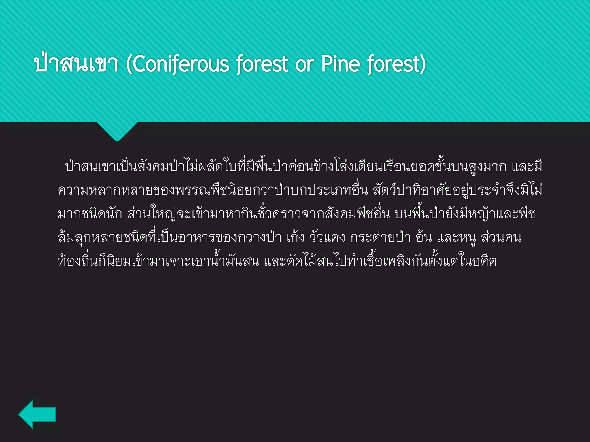 ป่าสนเขาเป็นสังคมป่าไม่ผลัดใบที่มีพื้นป่าค่อนข้างโล่งเตียนเรือนยอดชั้นบนสูงมาก และมี
ความหลากหลายของพรรณพืชน้อยกว่าป่าบกประเภทอื่น สัตว์ป่าที่อาศัยอยู่ประจาจึงมีไม่
มากชนิดนัก ส่วนใหญ่จะเข้ามาหากินชั่วคราวจากสังคมพืชอื่น บนพื้นป่ายังมีหญ้าและพืช
ล้มลุกหลายชนิดที่เป็นอาหารของกวางป่า เก้ง วัวแดง กระต่ายป่า อ้น และหนู ส่วนคน
ท้องถิ่นก็นิยมเข้ามาเจาะเอาน้ามันสน และตัดไม้สนไปทาเชื้อเพลิงกันตั้งแต่ในอดีต
ป่าสนเขา (Coniferous forest or Pine forest)
 
