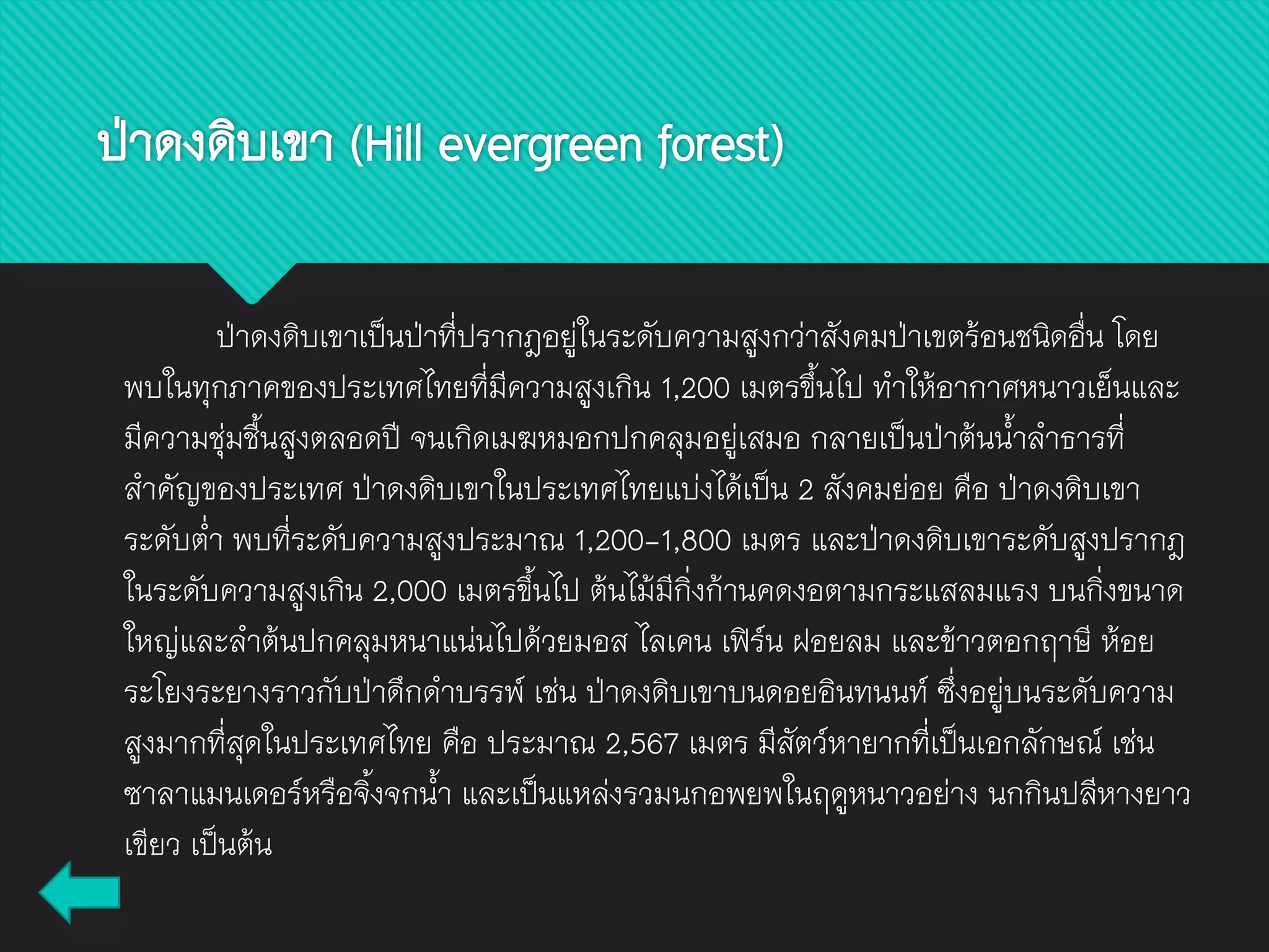 ป่าดงดิบเขา (Hill evergreen forest)
ป่าดงดิบเขาเป็นป่าที่ปรากฎอยู่ในระดับความสูงกว่าสังคมป่าเขตร้อนชนิดอื่น โดย
พบในทุกภาคของประเทศไทยที่มีความสูงเกิน 1,200 เมตรขึ้นไป ทาให้อากาศหนาวเย็นและ
มีความชุ่มชื้นสูงตลอดปี จนเกิดเมฆหมอกปกคลุมอยู่เสมอ กลายเป็นป่าต้นน้าลาธารที่
สาคัญของประเทศ ป่าดงดิบเขาในประเทศไทยแบ่งได้เป็น 2 สังคมย่อย คือ ป่าดงดิบเขา
ระดับต่า พบที่ระดับความสูงประมาณ 1,200-1,800 เมตร และป่าดงดิบเขาระดับสูงปรากฎ
ในระดับความสูงเกิน 2,000 เมตรขึ้นไป ต้นไม้มีกิ่งก้านคดงอตามกระแสลมแรง บนกิ่งขนาด
ใหญ่และลาต้นปกคลุมหนาแน่นไปด้วยมอส ไลเคน เฟิร์น ฝอยลม และข้าวตอกฤาษี ห้อย
ระโยงระยางราวกับป่าดึกดาบรรพ์ เช่น ป่าดงดิบเขาบนดอยอินทนนท์ ซึ่งอยู่บนระดับความ
สูงมากที่สุดในประเทศไทย คือ ประมาณ 2,567 เมตร มีสัตว์หายากที่เป็นเอกลักษณ์ เช่น
ซาลาแมนเดอร์หรือจิ้งจกน้า และเป็นแหล่งรวมนกอพยพในฤดูหนาวอย่าง นกกินปลีหางยาว
เขียว เป็นต้น
 