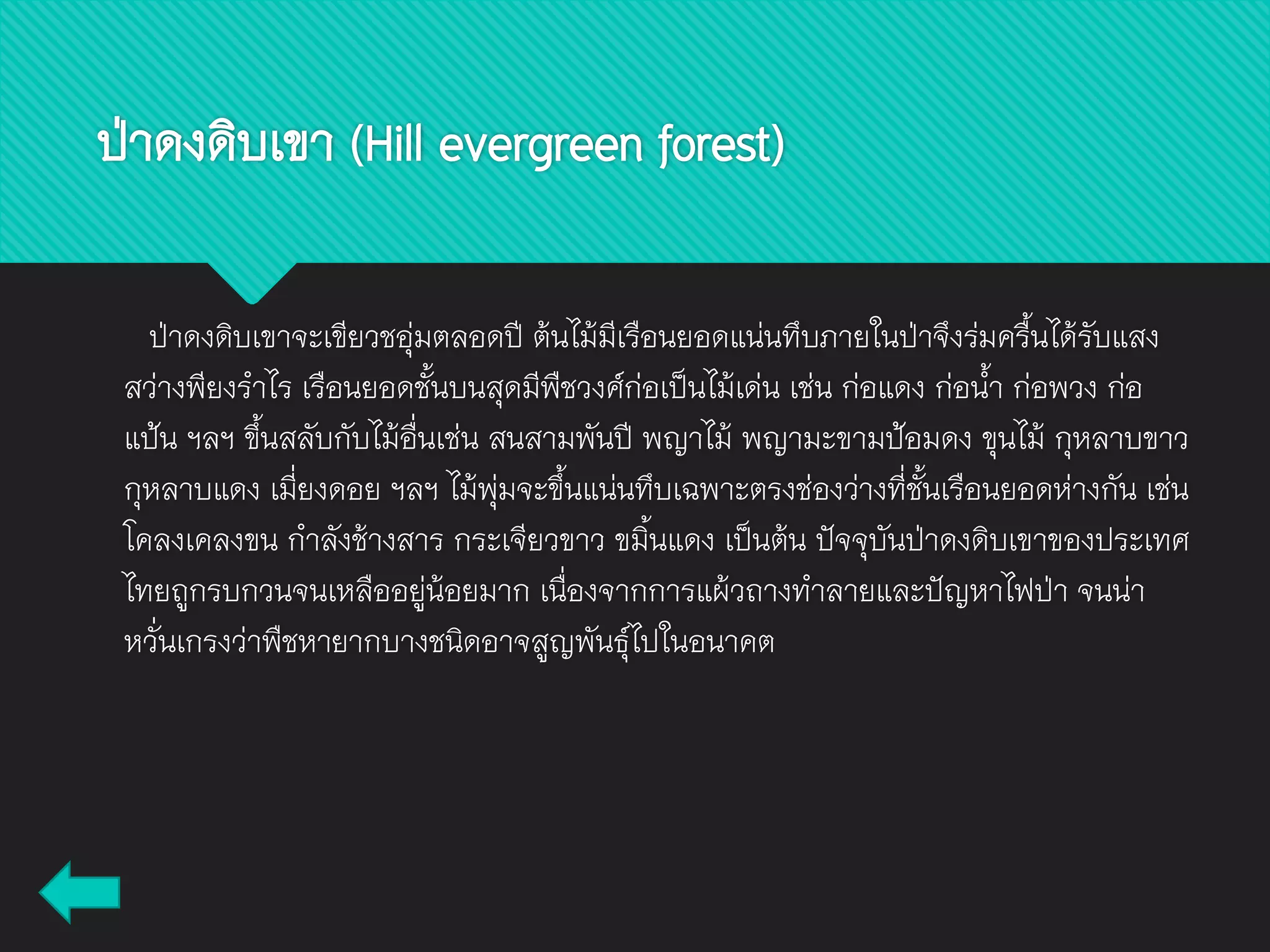 ป่าดงดิบเขาจะเขียวชอุ่มตลอดปี ต้นไม้มีเรือนยอดแน่นทึบภายในป่าจึงร่มครื้นได้รับแสง
สว่างพียงราไร เรือนยอดชั้นบนสุดมีพืชวงศ์ก่อเป็นไม้เด่น เช่น ก่อแดง ก่อน้า ก่อพวง ก่อ
แป้น ฯลฯ ขึ้นสลับกับไม้อื่นเช่น สนสามพันปี พญาไม้ พญามะขามป้อมดง ขุนไม้ กุหลาบขาว
กุหลาบแดง เมี่ยงดอย ฯลฯ ไม้พุ่มจะขึ้นแน่นทึบเฉพาะตรงช่องว่างที่ชั้นเรือนยอดห่างกัน เช่น
โคลงเคลงขน กาลังช้างสาร กระเจียวขาว ขมิ้นแดง เป็นต้น ปัจจุบันป่าดงดิบเขาของประเทศ
ไทยถูกรบกวนจนเหลืออยู่น้อยมาก เนื่องจากการแผ้วถางทาลายและปัญหาไฟป่า จนน่า
หวั่นเกรงว่าพืชหายากบางชนิดอาจสูญพันธุ์ไปในอนาคต
ป่าดงดิบเขา (Hill evergreen forest)
 