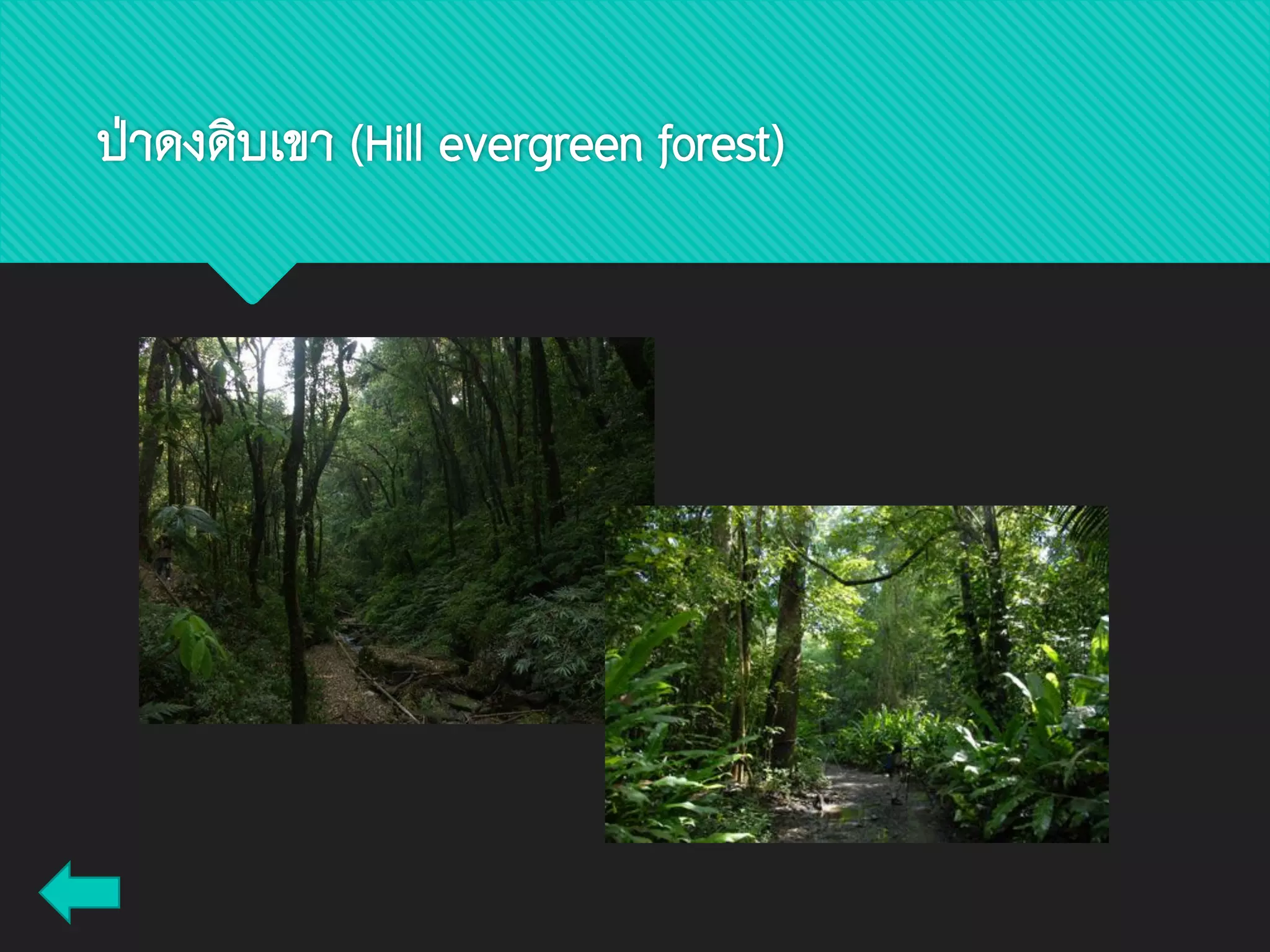ป่าดงดิบเขา (Hill evergreen forest)
 