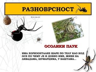 РАЗНОВРСНОСТ
ОСОЛИКИ ПАУКОСОЛИКИ ПАУК
ИМА ХОРИЗОНТАЛНЕ ШАРЕ ПО ТЕЛУ КАО КОД
ОСЕ ПО ЧЕМУ ЈЕ И ДОБИО ИМЕ, ЖИВИ НА
ЛИВАДАМА, ШУМАРЦИМА, У БАШТАМА...
 