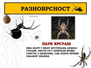 РАЗНОВРСНОСТ
ПАУК КРСТАШПАУК КРСТАШ
ИМА ШАРУ У ВИДУ КРСТИЋАНА ЛЕЂНОЈ
СТРАНИ, ЧЕСТО СЕ У ПРИРОДИ МОЖЕ
СРЕСТИ, У БАШТАМА, ГДЕ ПЛЕТЕ МРЕЖЕ
ОВАЛНОГ ОБЛИКА
 