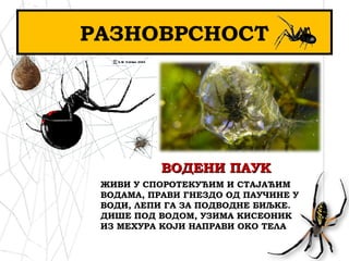 РАЗНОВРСНОСТ
ВОДЕНИ ПАУКВОДЕНИ ПАУК
ЖИВИ У СПОРОТЕКУЋИМ И СТАЈАЋИМ
ВОДАМА, ПРАВИ ГНЕЗДО ОД ПАУЧИНЕ У
ВОДИ, ЛЕПИ ГА ЗА ПОДВОДНЕ БИЉКЕ.
ДИШЕ ПОД ВОДОМ, УЗИМА КИСЕОНИК
ИЗ МЕХУРА КОЈИ НАПРАВИ ОКО ТЕЛА
 