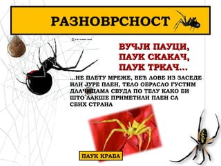 РАЗНОВРСНОСТ
ВУЧЈИ ПАУЦИ,ВУЧЈИ ПАУЦИ,
ПАУК СКАКАЧ,ПАУК СКАКАЧ,
ПАУК ТРКАЧ...ПАУК ТРКАЧ...
...НЕ ПЛЕТУ МРЕЖЕ, ВЕЋ ЛОВЕ ИЗ ЗАСЕДЕ
ИЛИ ЈУРЕ ПЛЕН, ТЕЛО ОБРАСЛО ГУСТИМ
ДЛАЧИЦАМА СВУДА ПО ТЕЛУ КАКО БИ
ШТО ЛАКШЕ ПРИМЕТИЛИ ПЛЕН СА
СВИХ СТРАНА
ПАУК КРАБА
 