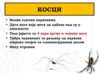 KOСЦИ
• Веома слични пауковима
• Дуге ноге које могу да одбаце кад су у
опасности
• Тело јајасто са 4 пара дугих и танких ногу
• Трбух чланковит за разлику од паукова
широко спојен са главеногрудним делом
• Нису отровни
 