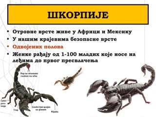 ШКОРПИЈЕ
• Отровне врсте живе у Африци и Мексику
• У нашим крајевима безопасне врсте
• Одвојених полова
• Женке рађају од 1-100 младих које носе на
леђима до првог пресвлачења
 