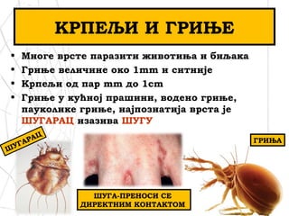 КРПЕЉИ И ГРИЊЕ
• Многе врсте паразити животиња и биљака
• Гриње величине око 1mm и ситније
• Крпељи од пар mm до 1cm
• Гриње у кућној прашини, водено гриње,
пауколике гриње, најпознатија врста је
ШУГАРАЦ изазива ШУГУ
ГРИЊА
ШУГА-ПРЕНОСИ СЕ
ДИРЕКТНИМ КОНТАКТОМ
ШУГАРАЦ
 