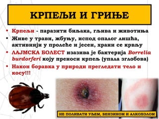КРПЕЉИ И ГРИЊЕ
• Крпељи - паразити биљака, гљива и животиња
• Живе у трави, жбуњу, испод опалог лишћа,
активнији у пролеће и јесен, храни се крвљу
• ЛАЈМСКА БОЛЕСТ изазива је бактерија Borrelia
burdorferi коју преноси крпељ (упала зглобова)
• Након боравка у природи прегледати тело и
косу!!!
НЕ ПОЛИВАТИ УЉЕМ, БЕНЗИНОМ И АЛКОХОЛОМ
 