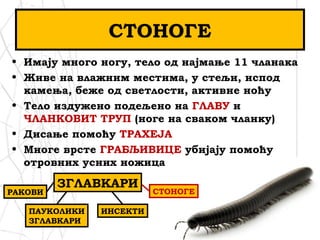 СТОНОГЕ
• Имају много ногу, тело од најмање 11 чланака
• Живе на влажним местима, у стељи, испод
камења, беже од светлости, активне ноћу
• Тело издужено подељено на ГЛАВУ и
ЧЛАНКОВИТ ТРУП (ноге на сваком чланку)
• Дисање помоћу ТРАХЕЈА
• Многе врсте ГРАБЉИВИЦЕ убијају помоћу
отровних усних ножица
ЗГЛАВКАРИ
РАКОВИ
ПАУКОЛИКИ
ЗГЛАВКАРИ
ИНСЕКТИ
СТОНОГЕ
 