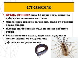 СТОНОГЕ
• КУЋНА СТОНОГА има 15 пари ногу, живи по
кућама на влажним местима
• Многе нису штетне за човека, мада су тропске
врсте опасне
• Жлезде на боковима тела из којих избацују
отров
• Размножавање полно, парењем мужјака и
женке, женка се склупча око
јаја док се не роде млади
 