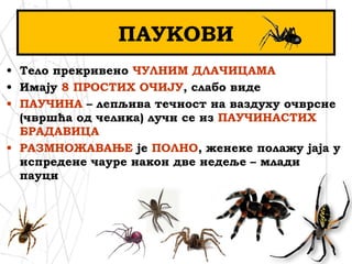 • Тело прекривено ЧУЛНИМ ДЛАЧИЦАМА
• Имају 8 ПРОСТИХ ОЧИЈУ, слабо виде
• ПАУЧИНА – лепљива течност на ваздуху очврсне
(чвршћа од челика) лучи се из ПАУЧИНАСТИХ
БРАДАВИЦА
• РАЗМНОЖАВАЊЕ је ПОЛНО, женеке полажу јаја у
испредене чауре након две недеље – млади
пауци
ПАУКОВИ
 