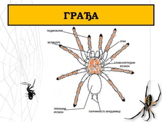 ГРАЂА
 