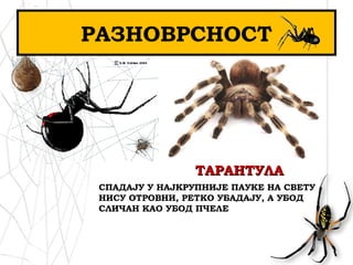 РАЗНОВРСНОСТ
ТАРАНТУЛАТАРАНТУЛА
СПАДАЈУ У НАЈКРУПНИЈЕ ПАУКЕ НА СВЕТУ
НИСУ ОТРОВНИ, РЕТКО УБАДАЈУ, А УБОД
СЛИЧАН КАО УБОД ПЧЕЛЕ
 