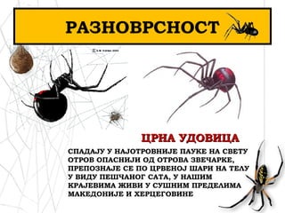 РАЗНОВРСНОСТ
ЦРНА УДОВИЦАЦРНА УДОВИЦА
СПАДАЈУ У НАЈОТРОВНИЈЕ ПАУКЕ НА СВЕТУ
ОТРОВ ОПАСНИЈИ ОД ОТРОВА ЗВЕЧАРКЕ,
ПРЕПОЗНАЈЕ СЕ ПО ЦРВЕНОЈ ШАРИ НА ТЕЛУ
У ВИДУ ПЕШЧАНОГ САТА, У НАШИМ
КРАЈЕВИМА ЖИВИ У СУШНИМ ПРЕДЕЛИМА
МАКЕДОНИЈЕ И ХЕРЦЕГОВИНЕ
 