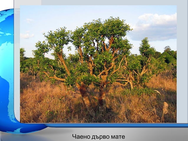 природни зони в южна америка - подобрен вариант | PPT