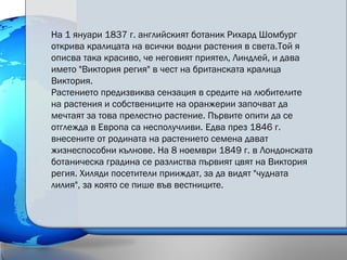 На 1 януари 1837 г. английският ботаник Рихард Шомбург
открива кралицата на всички водни растения в света.Той я
описва така красиво, че неговият приятел, Линдлей, и дава
името "Виктория регия" в чест на британската кралица
Виктория.
Растението предизвиква сензация в средите на любителите
на растения и собствениците на оранжерии започват да
мечтаят за това прелестно растение. Първите опити да се
отглежда в Европа са несполучливи. Едва през 1846 г.
внесените от родината на растението семена дават
жизнеспособни кълнове. На 8 ноември 1849 г. в Лондонската
ботаническа градина се разлиства първият цвят на Виктория
регия. Хиляди посетители прииждат, за да видят "чудната
лилия", за която се пише във вестниците.
 