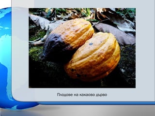 Плодове на какаово дърво
 