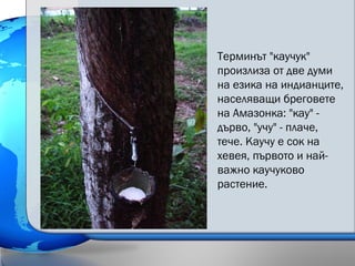 Терминът "каучук"
произлиза от две думи
на езика на индианците,
населяващи бреговете
на Амазонка: "кау" -
дърво, "учу" - плаче,
тече. Каучу е сок на
хевея, първото и най-
важно каучуково
растение.
 
