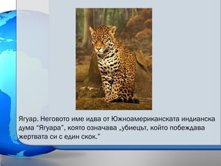 Ягуар. Неговото име идва от Южноамериканската индианска
дума “Ягуара”, която означава „убиецът, който побеждава
жертвата си с един скок.”
 