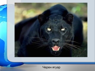 Черен ягуар
 