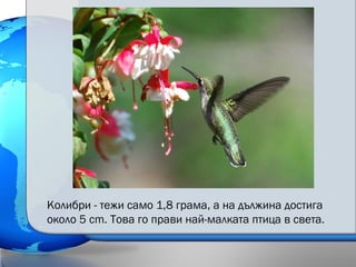 Колибри - тежи само 1,8 грама, а на дължина достига
около 5 cm. Това го прави най-малката птица в света.
 