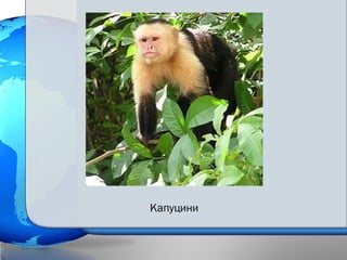 Капуцини
 