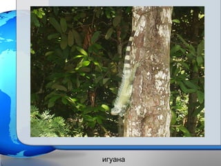 игуана
 