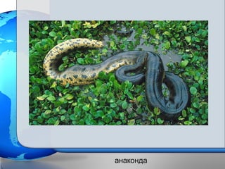 анаконда
 