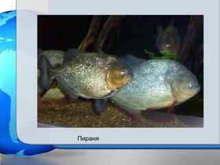 Пираня
 
