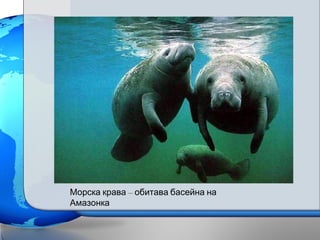 –Морска крава обитава басейна на
Амазонка
 