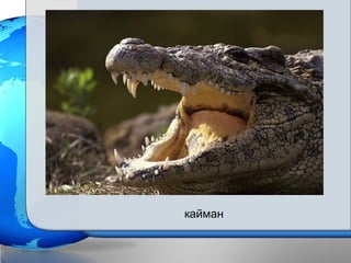 кайман
 