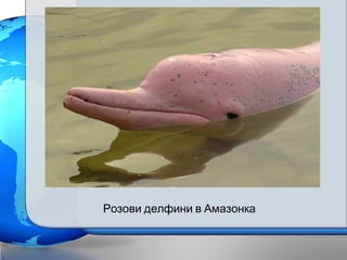 Розови делфини в Амазонка
 