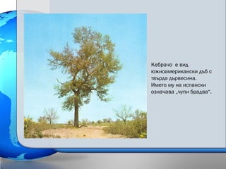 Кебрачо е вид
южноамерикански дъб с
твърда дървесина.
Името му на испански
означава „чупи брадва“.
 
