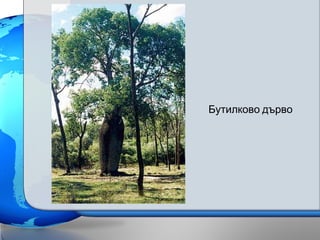 Бутилково дърво
 