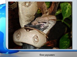 боа удушвач
 