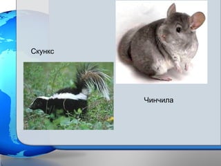 Скункс
Чинчила
 