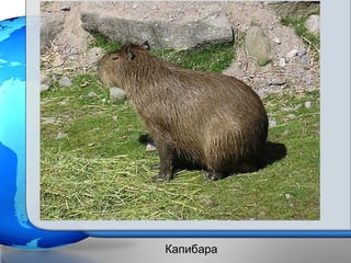 Капибара
 