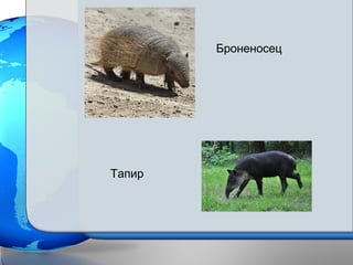 Броненосец
Тапир
 