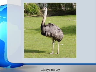 Щраус нанду
 