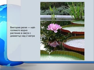 Виктория регия — най-
голямото водно
растение в света с
диаметър над 2 метра
 