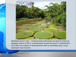 Виктория регия е най – голямото водно растение на света.То може да
издържа тежест до 60 кг, а диаметърът му достига над 2 м. Индианците
не се боят да стъпват по тези растения като по естествен мост, за да
притичват през блатата.
 