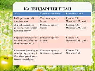 КАЛЕНДАРНИЙ ПЛАН
Захід Термін виконання Відповідальний
Вибір рослини та її
місця висадки
Упродовж проекту
І етап
Шамова Л.Я.
Можаєва О.М., учні
Збір інформації про
рослину, етапи її росту
і догляду за нею
Упродовж проекту
ІІ етап
Шамова Л.Я.
Можаєва О.М., учні
Вирощування рослини
без хімічних добрив та
підсилювачів росту
Упродовж проекту
ІІІ етап
Шамова Л.Я
Можаєва О.М., учні
Складання фотозвіту та
опису росту рослини і
обмін інформацією на
інтернет-платформі
Упродовж проекту
ІV етап - підсумковий
Шамова Л.Я.
Можаєва О.М.
 
