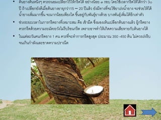 • ต้นยางต้นหนึ่งๆ ควรถนอมเปลือกไว้ให้กรีดได้ อย่างน้อย ๓ รอบ โดยใช้เวลากรีดให้ได้กว่า 3๐
ปี ถ้าเปลือกยังดีเมื่อต้นยางอายุกว่า15 – 20 ปีแล้ว ยังมีทางที่จะใช้ยาเร่งน้ายาง จะช่วยให้ได้
น้ายางเพิ่มมากขึ้น จะมากน้อยเพียงใด ขึ้นอยู่กับพันธุ์ยางด้วย บางพันธุ์เพิ่มได้อีกเท่าตัว
• ช่วงระยะเวลาในการกรีดยางที่เหมาะสม คือ เช้ามืด ซึ่งมองเห็นเปลือกต้นยางแล้ว ผู้กรีดยาง
ควรกรีดด้วยความระมัดระวังไม่รีบร้อนกรีด เพราะอาจทาให้เกิดความเสียหายกับต้นยางได้
• ในแต่ละวันคนกรีดยาง 1 คน ควรที่จะทาการกรีดสูงสุด ประมาณ 350 -450 ต้น ไม่ควรเร่งรีบ
จนเกินกาลังและขาดความปราณีต
 