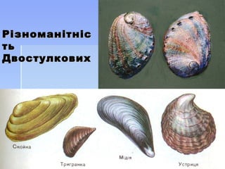 РізноманітнісРізноманітніс
тьть
ДвостулковихДвостулкових
 
