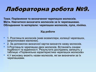 Лабораторна робота №9.Лабораторна робота №9.
Тема. Порівняння та визначення черепашок молюсків.Тема. Порівняння та визначення черепашок молюсків.
Мета. Навчитися визначати молюсків за їх черепашками.Мета. Навчитися визначати молюсків за їх черепашками.
Обладнання та матеріали: черепашки молюсків, лупа, лінійка.Обладнання та матеріали: черепашки молюсків, лупа, лінійка.
Хід роботиХід роботи
 1. Розгляньте молюсків (живі екземпляри, колекції черепашок,1. Розгляньте молюсків (живі екземпляри, колекції черепашок,
запропоновані малюнки).запропоновані малюнки).
 2. За допомогою визначної картки визначте назву молюсків.2. За допомогою визначної картки визначте назву молюсків.
 3.Розгланьте черепашки двох молюсків. Встановіть ознаки3.Розгланьте черепашки двох молюсків. Встановіть ознаки
подібності та відмінності. Результати досліджень запишіть уподібності та відмінності. Результати досліджень запишіть у
таблицю «Порівняльна характеристика черепашок молюсків»таблицю «Порівняльна характеристика черепашок молюсків»
 4.У висновку вкажіть назви молюсків, які ви визначили за їх4.У висновку вкажіть назви молюсків, які ви визначили за їх
черепашками.черепашками.
 