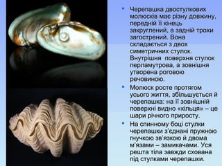  Черепашка двостулковихЧерепашка двостулкових
молюсків має різну довжину,молюсків має різну довжину,
передній її кінецьпередній її кінець
закруглений, а задній трохизакруглений, а задній трохи
загострений. Воназагострений. Вона
складається з двохскладається з двох
симетричних стулок.симетричних стулок.
Внутрішня поверхня стулокВнутрішня поверхня стулок
перламутрова, а зовнішняперламутрова, а зовнішня
утворена роговоюутворена роговою
речовиною.речовиною.
 Молюск росте протягомМолюск росте протягом
усього життя, збільшується йусього життя, збільшується й
черепашка: на її зовнішнійчерепашка: на її зовнішній
поверхні видно «кільця» – цеповерхні видно «кільця» – це
шари річного приросту.шари річного приросту.
 На спинному боці стулкиНа спинному боці стулки
черепашки з’єднані пружноючерепашки з’єднані пружною
гнучкою зв’язкою й двомагнучкою зв’язкою й двома
м’язами – замикачами. Усям’язами – замикачами. Уся
решта тіла завжди схованарешта тіла завжди схована
під стулками черепашки.під стулками черепашки.
 